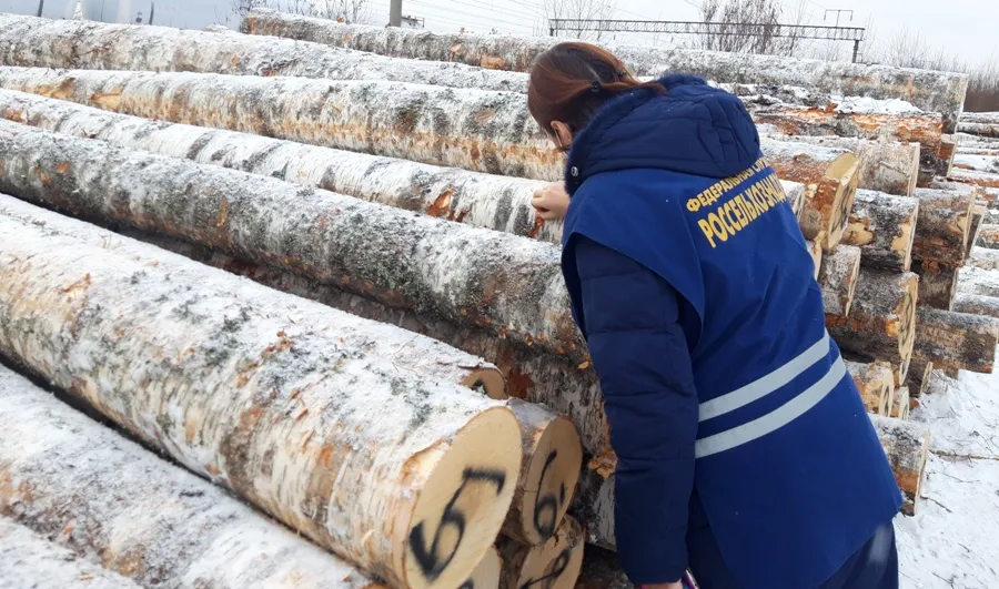 Экспорт березы заграницу