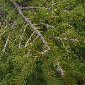 Хвойные опилки оптом в Калининграде купить - оперативная доставка по всей России