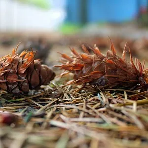 Хвойные опилки оптом в Калининграде от завода-производителя Лигнум Ресурс