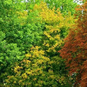 Лиственные опилки оптом в Калининграде купить - оперативная доставка по всей России