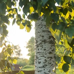 Опилки березовые оптом в Калининграде купить - оперативная доставка по всей России