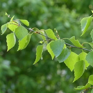 Опилки березовые оптом в Калининграде от завода-производителя Лигнум Ресурс