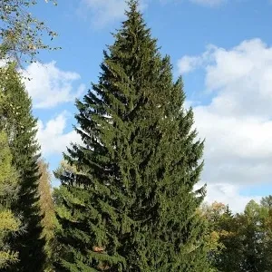 Еловые опилки оптом в Калининграде купить - оперативная доставка по всей России