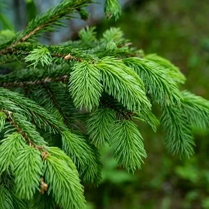 Еловые опилки оптом в Калининграде от завода-производителя Лигнум Ресурс