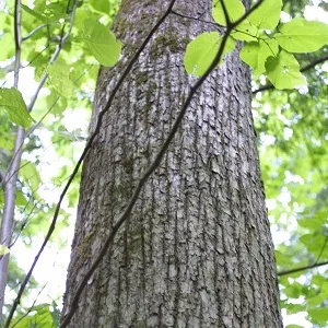 Опилки липовые оптом в Калининграде купить - оперативная доставка по всей России
