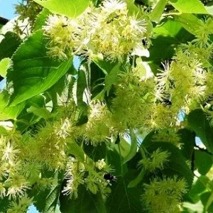 Опилки липовые оптом в Калининграде от завода-производителя Лигнум Ресурс