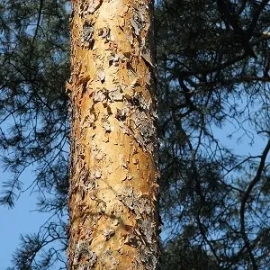 Сосновые опилки оптом в Калининграде купить - оперативная доставка по всей России