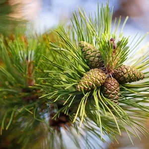 Сосновые опилки оптом в Калининграде от завода-производителя Лигнум Ресурс