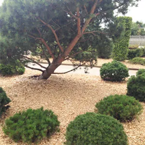 Хвойная щепа оптом в Калининграде купить - оперативная доставка по всей России